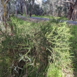 Acacia paradoxa at West Albury, NSW - 13 Aug 2022 11:33 AM