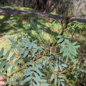 Indigofera australis subsp. australis at West Albury, NSW - 13 Aug 2022 11:33 AM