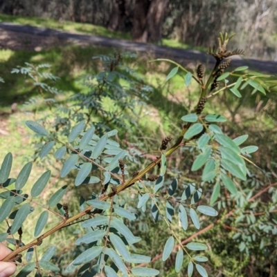 Indigofera australis subsp. australis (Australian Indigo) at West Albury, NSW - 13 Aug 2022 by Darcy