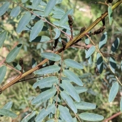 Indigofera australis subsp. australis at West Albury, NSW - 13 Aug 2022