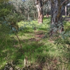 Indigofera australis subsp. australis at West Albury, NSW - 13 Aug 2022