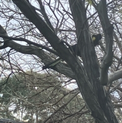 Zanda funerea (Yellow-tailed Black-Cockatoo) at Hughes, ACT - 13 Aug 2022 by KL