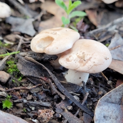 zz agaric (stem; gills white/cream) at Kowen, ACT - 13 Aug 2022 by trevorpreston