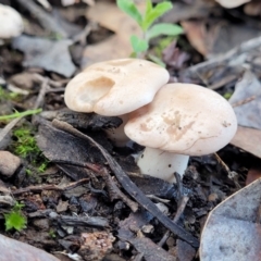 Unidentified Cap on a stem; gills below cap [mushrooms or mushroom-like] (TBC) at Kowen, ACT - 13 Aug 2022 by trevorpreston