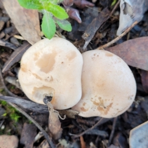 zz agaric (stem; gills white/cream) at Kowen, ACT - 13 Aug 2022 03:15 PM