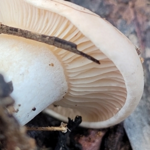 zz agaric (stem; gills white/cream) at Kowen, ACT - 13 Aug 2022 03:15 PM