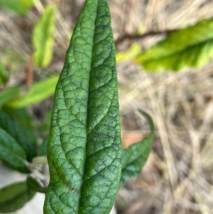 Olearia lirata at Hughes, ACT - 12 Aug 2022