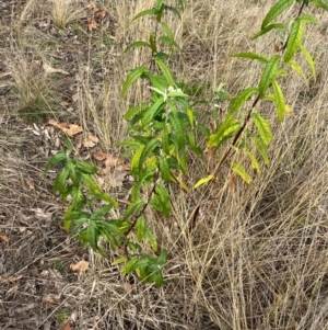 Olearia lirata at Hughes, ACT - 12 Aug 2022