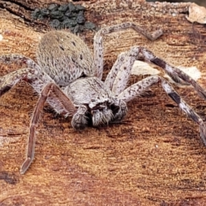 Isopedella pessleri at Kowen Escarpment - 13 Aug 2022