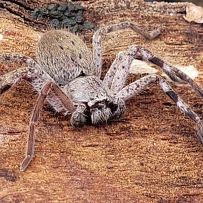 Isopedella pessleri (A huntsman spider) at Kowen, ACT - 13 Aug 2022 by trevorpreston
