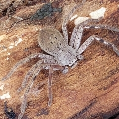 Isopedella pessleri at Kowen Escarpment - 13 Aug 2022