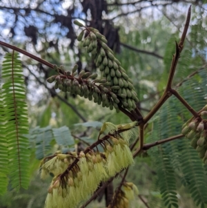 Paraserianthes lophantha subsp. lophantha at suppressed - 13 Aug 2022