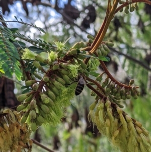 Paraserianthes lophantha subsp. lophantha at suppressed - 13 Aug 2022