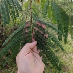 Paraserianthes lophantha subsp. lophantha at suppressed - 13 Aug 2022