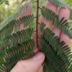 Paraserianthes lophantha subsp. lophantha at suppressed - 13 Aug 2022