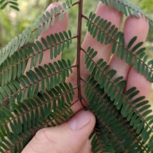 Paraserianthes lophantha subsp. lophantha at suppressed - 13 Aug 2022