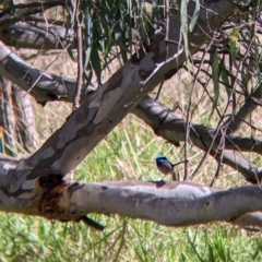 Malurus cyaneus (Superb Fairywren) at West Albury, NSW - 13 Aug 2022 by Darcy