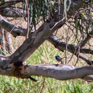 Malurus cyaneus at West Albury, NSW - 13 Aug 2022 11:41 AM