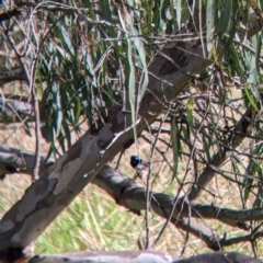 Malurus cyaneus at West Albury, NSW - 13 Aug 2022 11:41 AM