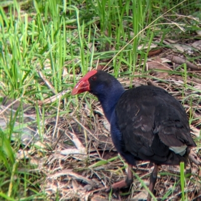 Porphyrio melanotus (Australasian Swamphen) at Horseshoe Lagoon and West Albury Wetlands - 13 Aug 2022 by Darcy