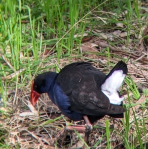 Porphyrio melanotus at West Albury, NSW - 13 Aug 2022 11:44 AM