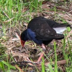 Porphyrio melanotus at West Albury, NSW - 13 Aug 2022 11:44 AM