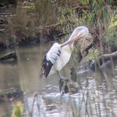 Pelecanus conspicillatus (Australian Pelican) at Horseshoe Lagoon and West Albury Wetlands - 13 Aug 2022 by Darcy