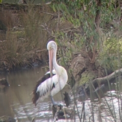 Pelecanus conspicillatus at West Albury, NSW - 13 Aug 2022