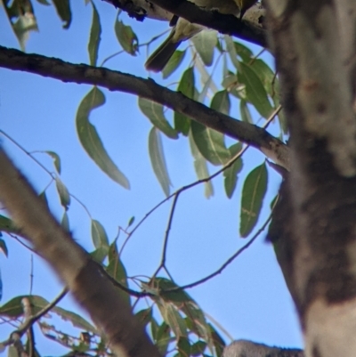 Ptilotula penicillata (White-plumed Honeyeater) at Horseshoe Lagoon and West Albury Wetlands - 13 Aug 2022 by Darcy