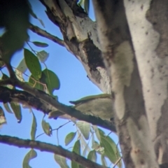 Ptilotula penicillata at West Albury, NSW - 13 Aug 2022