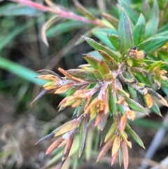 Unidentified Other Shrub (TBC) at Hughes, ACT - 13 Aug 2022 by KL