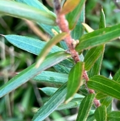 Grevillea sp. at Hughes, ACT - 13 Aug 2022 03:50 PM