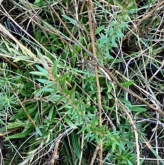 Grevillea sp. at Hughes, ACT - 13 Aug 2022