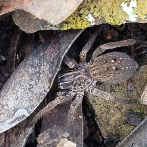 Mituliodon tarantulinus at Kowen, ACT - 13 Aug 2022