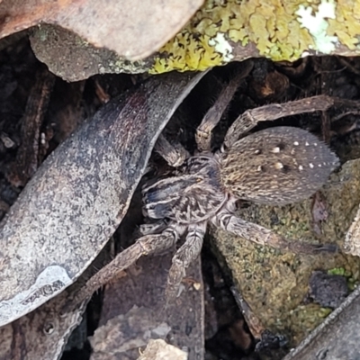 Mituliodon tarantulinus (Prowling Spider) at Kowen, ACT - 13 Aug 2022 by trevorpreston