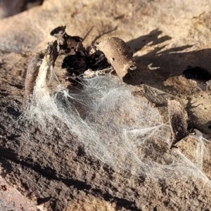 Mituliodon tarantulinus at Kowen, ACT - 13 Aug 2022