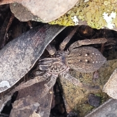 Mituliodon tarantulinus at Kowen, ACT - 13 Aug 2022