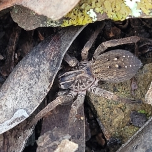 Mituliodon tarantulinus at Kowen, ACT - 13 Aug 2022