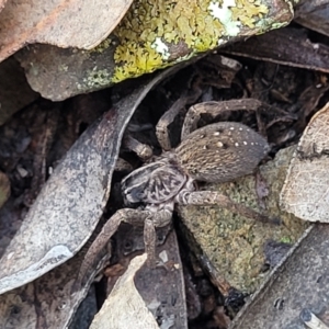 Mituliodon tarantulinus at Kowen, ACT - 13 Aug 2022