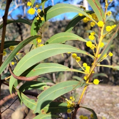 Acacia rubida (Red-stemmed Wattle, Red-leaved Wattle) at Kowen Escarpment - 13 Aug 2022 by trevorpreston