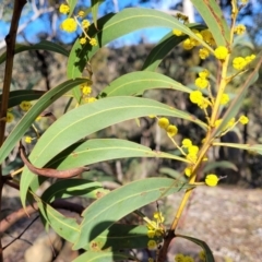 Acacia rubida (Red-stemmed Wattle, Red-leaved Wattle) at Kowen, ACT - 13 Aug 2022 by trevorpreston