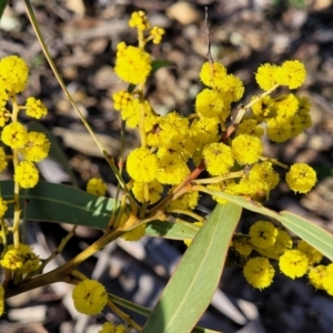 Acacia rubida at Kowen, ACT - 13 Aug 2022 03:09 PM