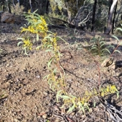 Acacia rubida at Kowen, ACT - 13 Aug 2022 03:09 PM