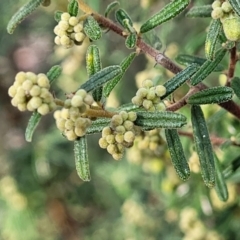 Pomaderris angustifolia (Pomaderris) at Kowen, ACT - 13 Aug 2022 by trevorpreston