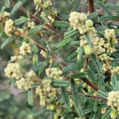 Pomaderris angustifolia at Kowen, ACT - 13 Aug 2022