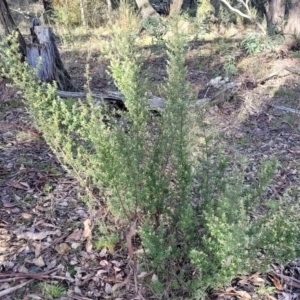 Pomaderris angustifolia at Kowen, ACT - 13 Aug 2022