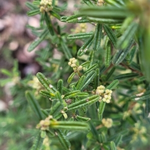 Pomaderris angustifolia at Kowen, ACT - 13 Aug 2022