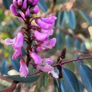 Indigofera australis subsp. australis at Kowen, ACT - 13 Aug 2022