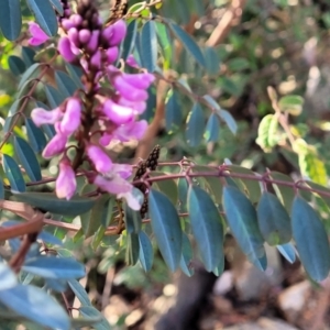 Indigofera australis subsp. australis at Kowen, ACT - 13 Aug 2022 03:06 PM