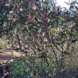 Indigofera australis subsp. australis at Kowen, ACT - 13 Aug 2022